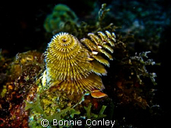 Christmas Tree Worms seen in Grand Cayman August 2008.  P... by Bonnie Conley 